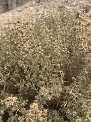 Acanthophyllum acerosum