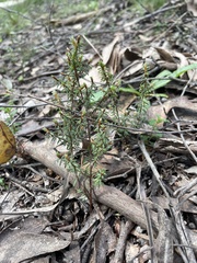 Pultenaea reflexifolia