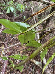Dendrobium tetragonum