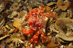 Liocarcinus strigilis