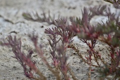 Suaeda divaricata