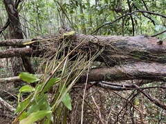 Dendrobium tetragonum