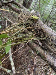 Dendrobium tetragonum