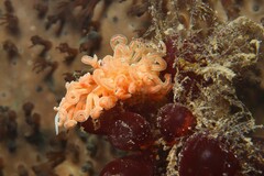 Phyllodesmium serratum