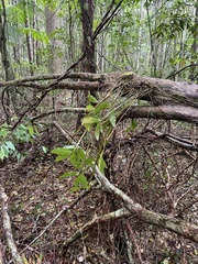 Dendrobium tetragonum