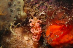 Phyllodesmium serratum