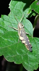 Xenocatantops brachycerus