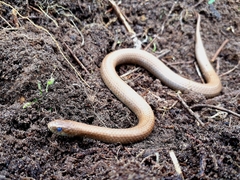 Duberria lutrix