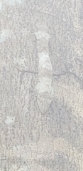 Uroplatus henkeli