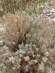 Acanthophyllum acerosum