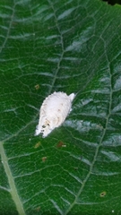 Odontomantis