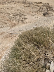 Acanthophyllum acerosum