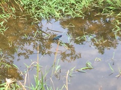 Rhyothemis fuliginosa