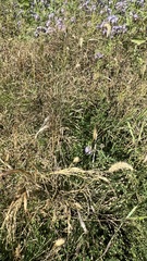 Panicum miliaceum ruderale