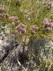 Serruria ascendens