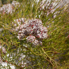 Serruria ascendens