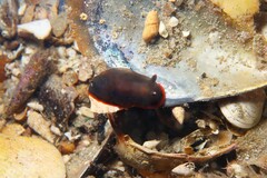 Dendrodoris arborescens