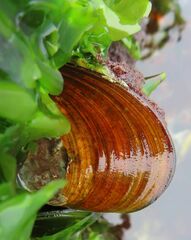 Semimytilus patagonicus