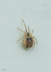 Platnickina tincta