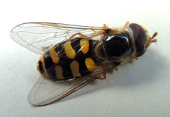 Eupeodes luniger