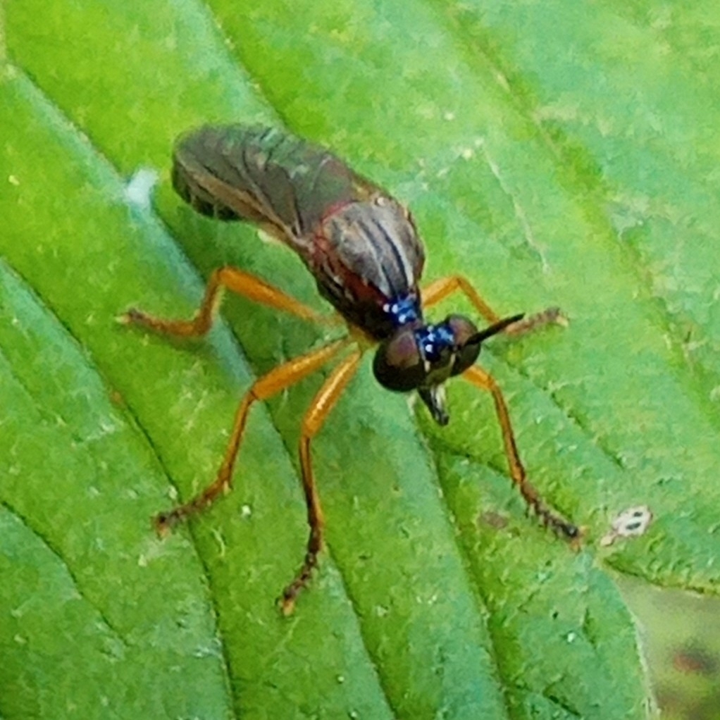 Dioctria humeralis