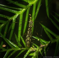 Libnotes terraereginae