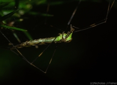 Libnotes terraereginae