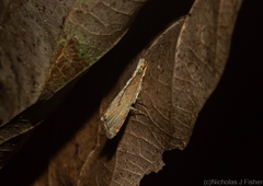 Glaucocharis molydocrossa