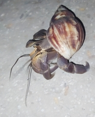 Coenobita brevimanus
