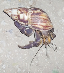 Coenobita brevimanus
