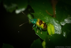 Chalcolampra marmorata