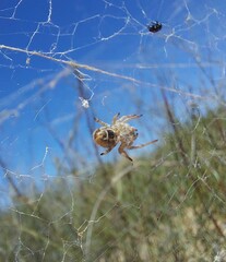 Stegodyphus dumicola