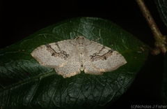 Minoa euthecta
