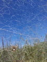 Stegodyphus dumicola