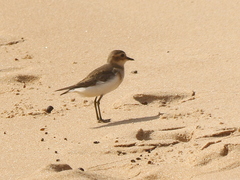 Charadrius bicinctus