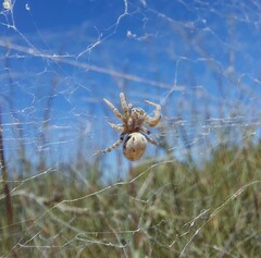 Stegodyphus dumicola