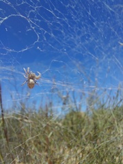 Stegodyphus dumicola