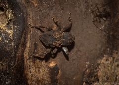 Methidrysis afflicta