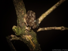 Cotylana angustifrons