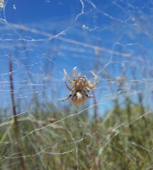 Stegodyphus dumicola