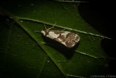 Philenora chionastis