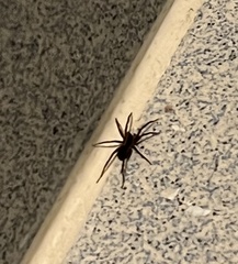 Alopecosa pulverulenta