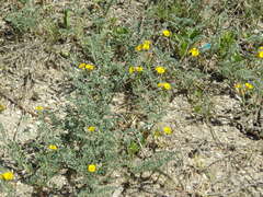 Adesmia incana