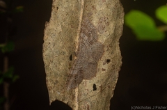 Minoa euthecta