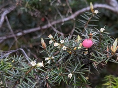 Leptecophylla divaricata