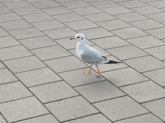 Chroicocephalus ridibundus