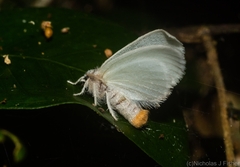 Euproctis panabra