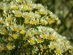 Senecio bonariensis