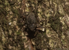Onidistus araneus