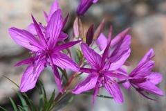 Chamaenerion fleischeri